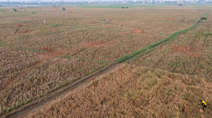 Indonesia Raih Kesuksesan Swasembada Beras Tiga Tahun Berturut-turut