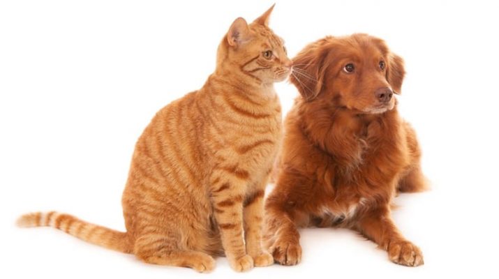 Cara Efektif Memperkenalkan Anak Anjing kepada Kucing Menurut Penelitian