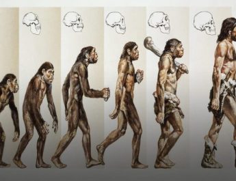 Teori Evolusi Manusia, dari Meganthropus Paleojavanicus hingga Homo Sapiens