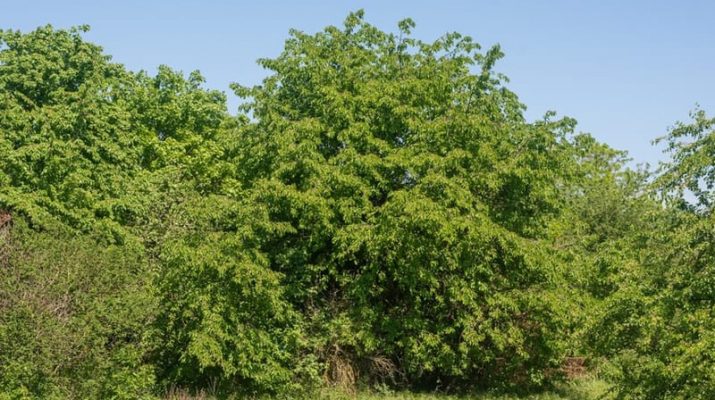 8 Jenis Pohon yang Paling Banyak Menyerap Karbon dioksida