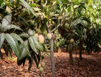 Ini Daftar Pohon yang Populer Ditanam di Indonesia