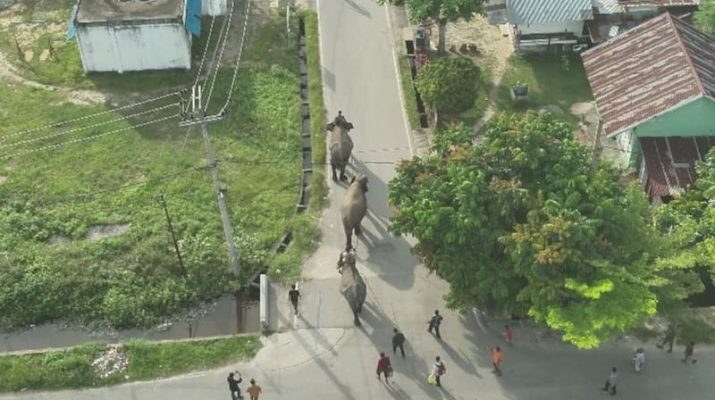 Gajah Liar Berhasil Dievakuasi dari Wilayah Permukiman Penduduk Pekanbaru