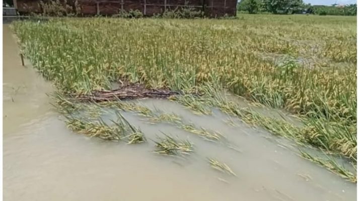 Gagal Panen Akibat Banjir, Pemprov Jatim Siapkan Anggaran Rp500 Juta