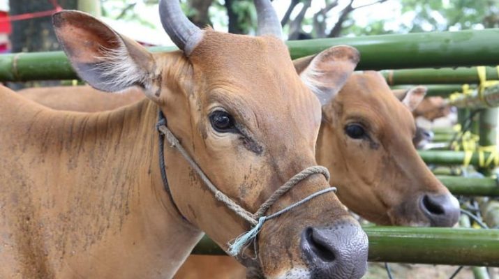 15 Ribu Dosis atau 300 Botol Vaksin Jembrana Disalurkan Selama 2024, Kenali Penyebab Penyakit Jembrana