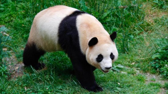 Panda Fu Bao akan menyapa publik China pada Juni sepulang dari Korsel