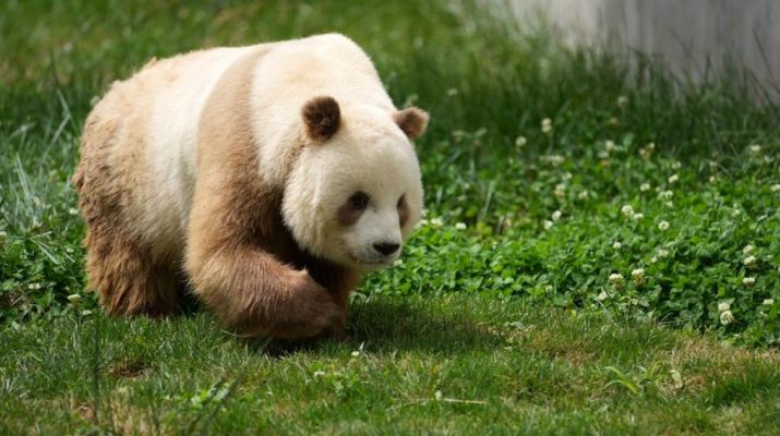 Panda raksasa cokelat langka tertangkap kamera di China barat laut