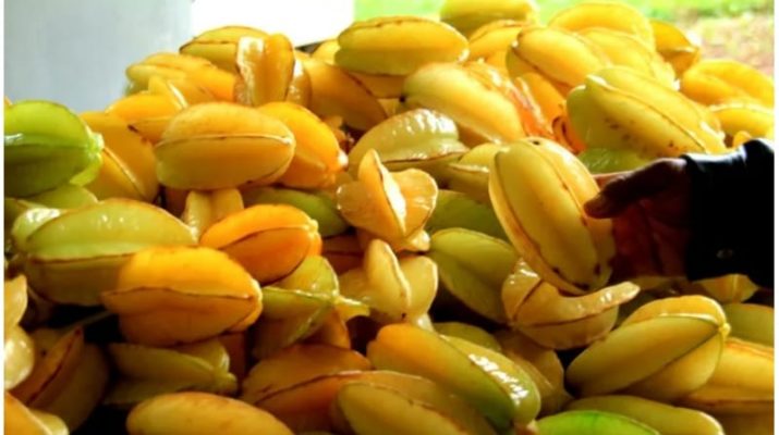 Apakah Konsumsi Belimbing Berbahaya Bagi Ginjal? Ini Penjelasannya