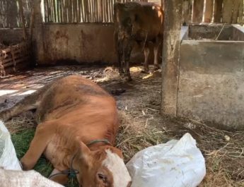 Penyakit Mirip PMK Menyerang Ternak Warga Ponorogo, Sejumlah Sapi Mati