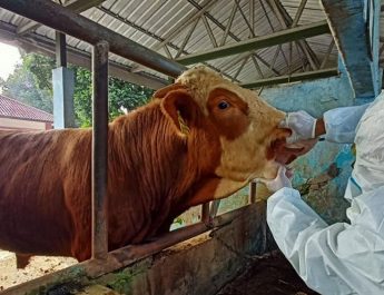 64 Ternak Mati akibat PMK di Yogyakarta sejak Desember 2024