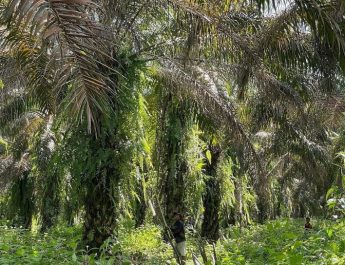 Pembenahan Industri Kelapa Sawit Lebih Penting Ketimbang Menambah Luasan Perkebunan