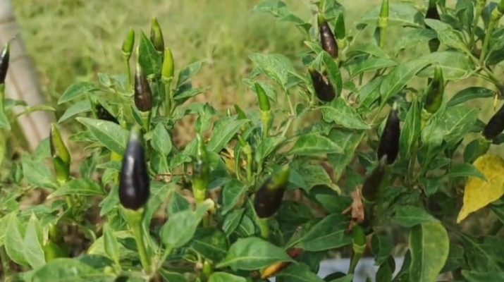 Hama Patek dan Ulat Serang Tanaman Cabai di Purwakarta