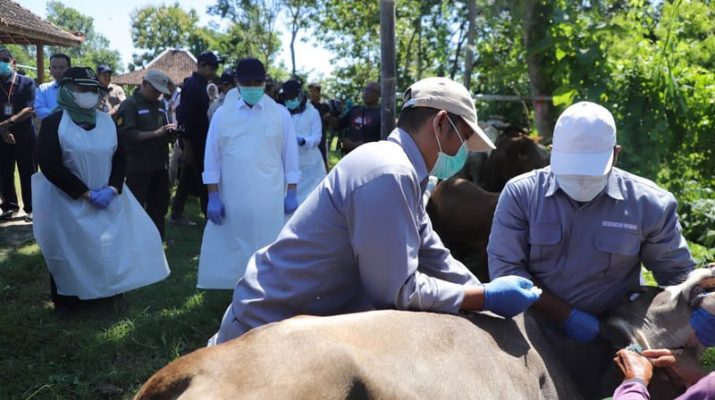 Atasi Penyakit Mulut dan Kuku, Pemda DIY Ajukan Permintaan 100.000 Dosis Vaksin