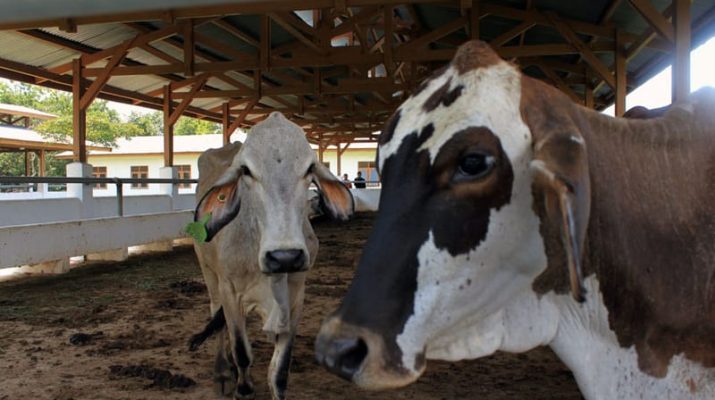 Riau Segera Lakukan Vaksinasi PMK Hewan Ternak
