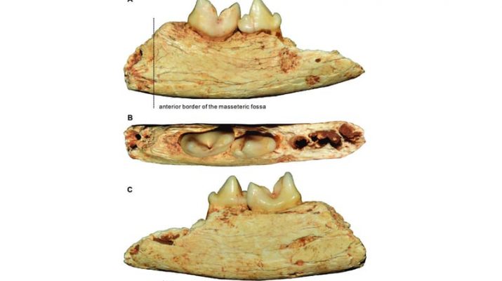 Penemuan Fosil Kucing Mini Baru: Spesies Purba Terkecil yang Pernah Ditemukan