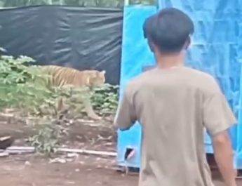 Harimau Sumatra Masuk Camp Lapangan, Ini Imbauan BBKSDA Riau