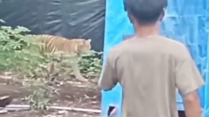 Harimau Sumatra Masuk Camp Lapangan, Ini Imbauan BBKSDA Riau