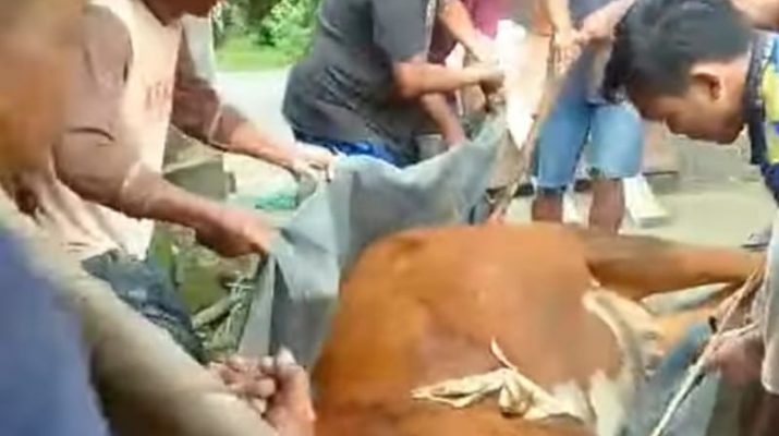 Daerah di Perbatasan Paling  Rawan, PMK Jawa Tengah Melonjak Menjadi 6.584 kasus