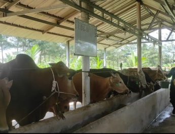 Cegah Penularan, Babel Terima 4.000 Dosis Vaksin PMK