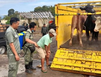 Wonogiri Berharap 36 Ribu Vaksin PMK Datang Bertahap Mulai Februari