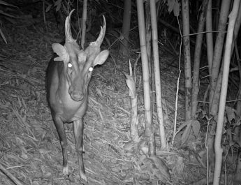 Spesies Langka dan Terancam Punah Ditemukan di Taman Nasional Virachey, Kamboja