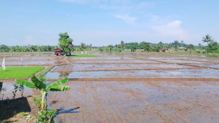Program Cetak Sawah Baru di Pulau Enggano Bidik 1.000 Hektare Lahan