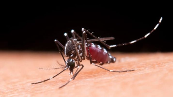 Peningkatan Kasus DBD di Pekanbaru: Cuaca Ekstrem dan Pentingnya Pencegahan