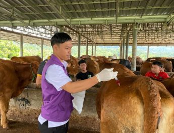 Lima Kecamatan di Batang Masuk Zona Merah Penyakit Mulut dan Kuku