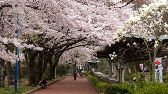 Tips liburan praktis ke Jepang jelang musim sakura