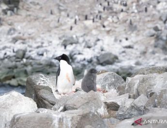 Terlacak dari luar angkasa, Ilmuwan temukan koloni penguin baru