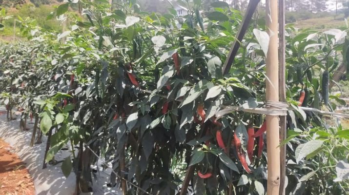 Pasokan Minim, Harga Cabai Naik Dua Kali Lipat di Tasikmalaya