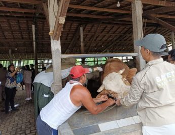 Kasus PMK di Jateng Melandai, Peternak Diimbau tak Lena