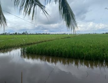 Antisipasi Puso Imbas Banjir, Petani di Banjar Diimbau Tunda Tanam Padi
