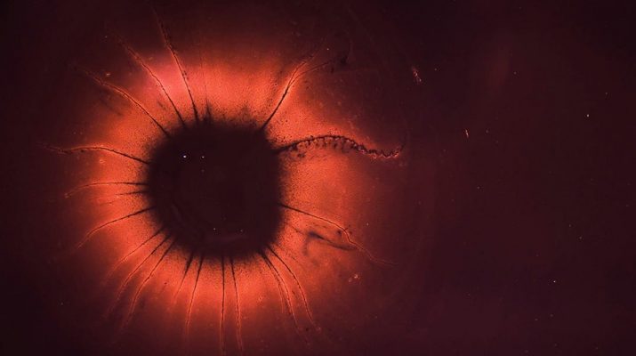 Penemuan Baru: Sel Zombie Mempengaruhi Proses Penuaan