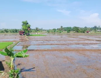 Pemkot Bengkulu, Usulkan 15 Ton Bibit Padi untuk Petani Bengkulu