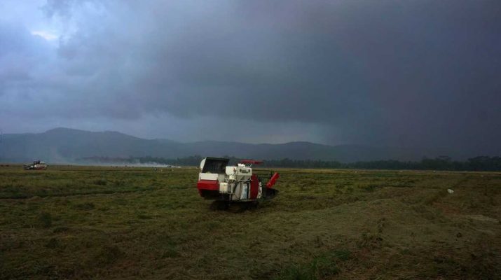 Februari-April 2025, Areal Panen di Cilacap Capai 30 Ribu Hektare