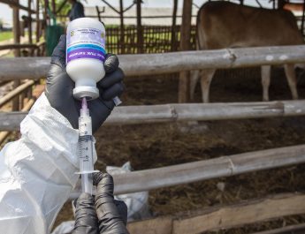 375 Ekor Ternak di Kota Padang telah Divaksin PMK