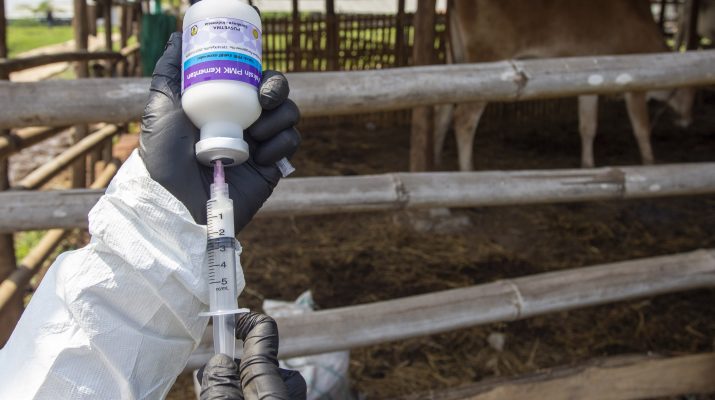 375 Ekor Ternak di Kota Padang telah Divaksin PMK