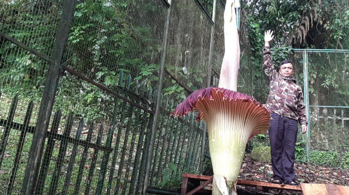 Bunga Bangkai Mekar Sempurna di Kebun Raya Cibodas, Tinggi Spadiks Capai 2,93 Meter
