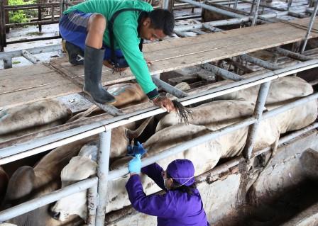 Bantul Segera Distribusikan 9.900 Dosis Vaksin PMK