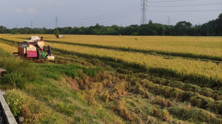 Stok Beras Jelang Ramadan di Indramayu Aman
