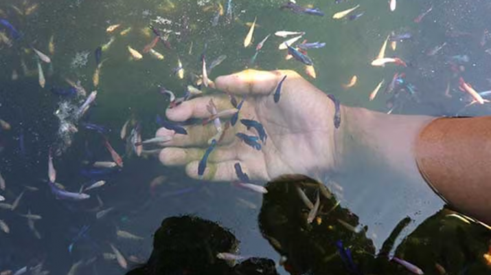 Dinkes OKU Dorong Warga Pelihara Ikan Hias untuk Tekan DBD