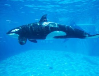 Paus orca tersesat ke Sungai Seine Prancis