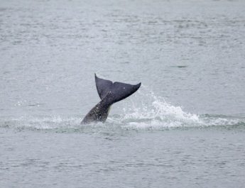 Keputusan suntik mati untuk paus orca terdampar di Prancis