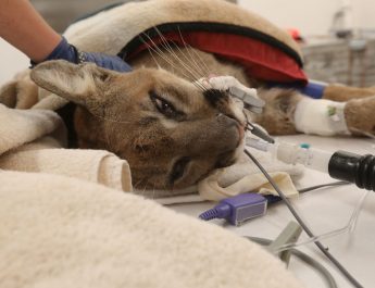 Singa gunung di California mati saat operasi