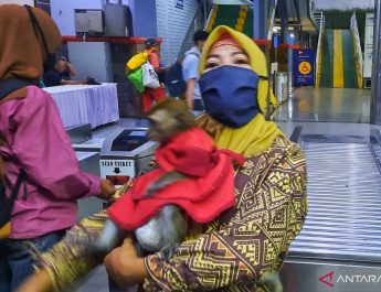 Monyet kecil bernama Bella ikut nyebrang ke Pelabuhan Merak