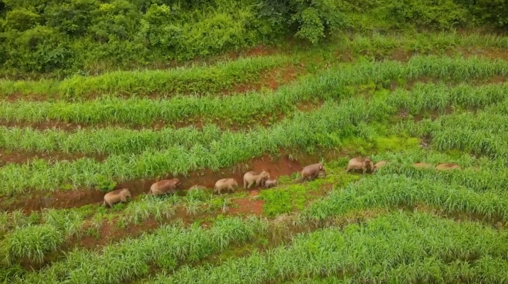 Gajah Asia catatkan peningkatan kelahiran di China