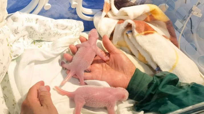 Panda raksasa di Chongqing lahirkan bayi kembar