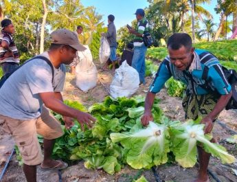 Cerita Desa Pana NTT: Pemberdayaan petani untuk dukung Desa Mandiri