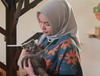 Jember Mini Zoo buka Rumah Kucing bagi pencinta anabul