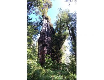 Pohon di Chile berusia lebih dari 5.000 tahun
